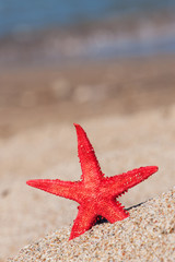 Red starfish