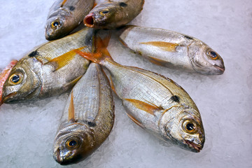 Fangfrischer Fisch