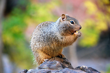 squirrel