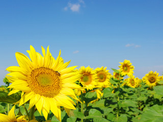 Fototapeta premium sunflower