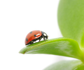 ladybird