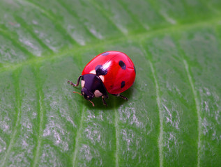 ladybird