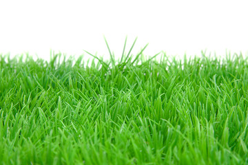 green grass