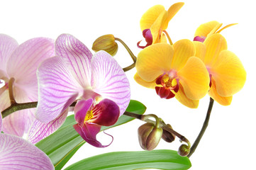 Orchideen 48