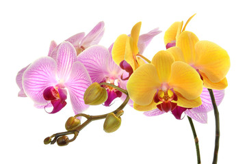 Fototapeta na wymiar Orchideen 34