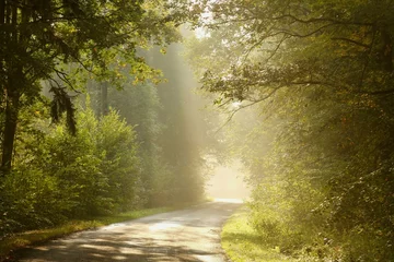Fototapete Lane leading through the enchanting forest in the sunlight © Aniszewski