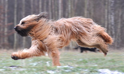 rennender Hund