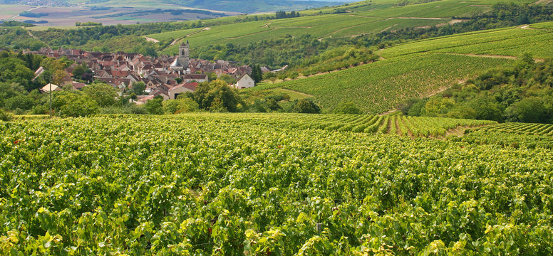 Vignes sur les coteaux d'Irancy en Bourgogne