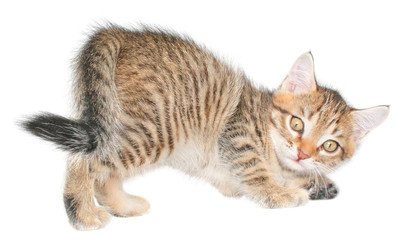 Fototapeta premium kitten