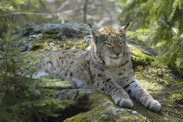 Obraz premium Luchs Kuder