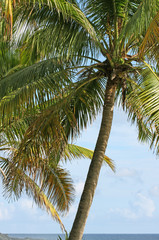 cocotier arbre tropical