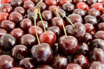 cherry background
