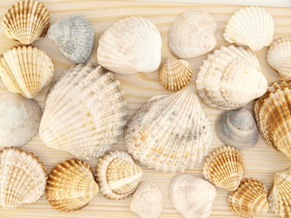 Seashells
