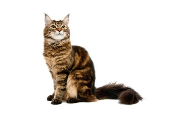 maine coon cat