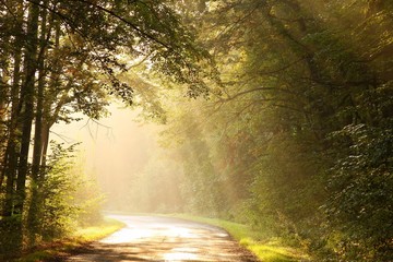 Rising sun illuminates the autumnal leaves of trees