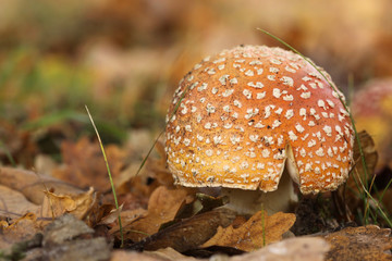 Toadstool or fly agaric mushroom with brown leafs