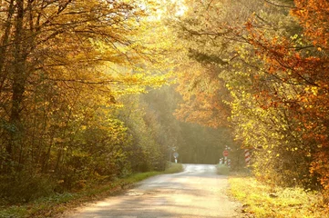  Rays of the setting sun backlit autumn forest road © Aniszewski