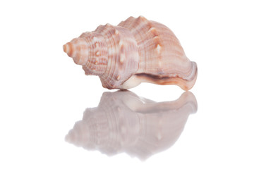Isolated sea shell with a glory