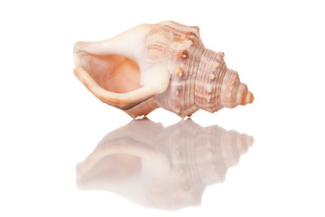 Isolated sea shell with a glory