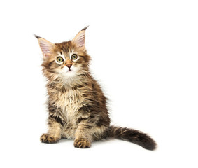 maine coon kitten