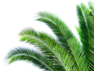 Fototapeta premium Leaves of palm tree