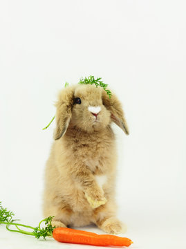 Hase