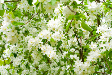 branch with cherry flowers over green background