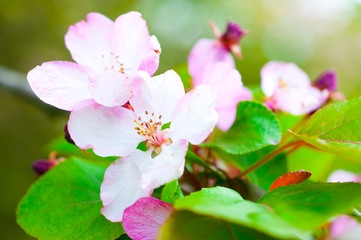 branch with cherry flowers over green background