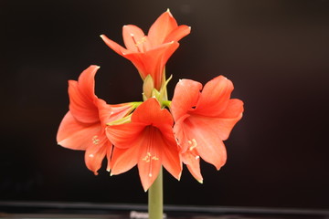 amaryllis