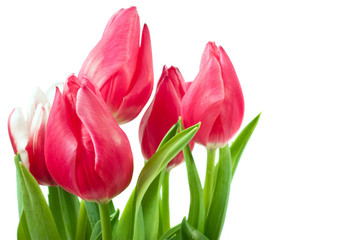 spring tulips isolated