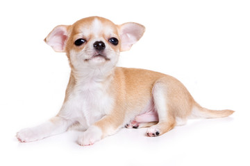 Chihuahua puppy isolated on white