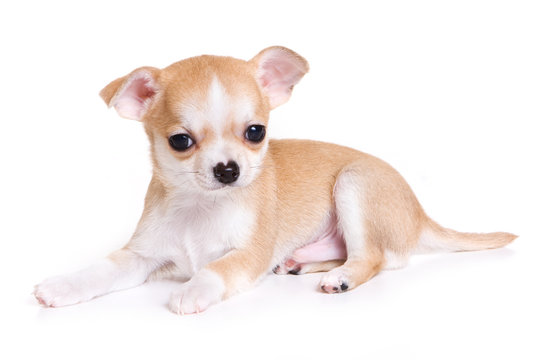 Chihuahua puppy isolated on white