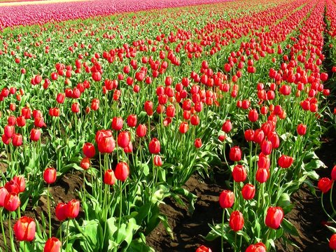 Field of tulips