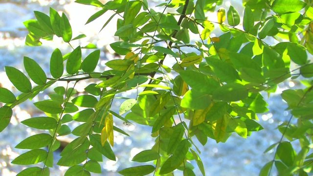 HD Tree branch with green leaves