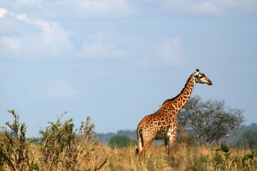Obraz premium Giraffe - Tarangire National Park. Tanzania, Africa