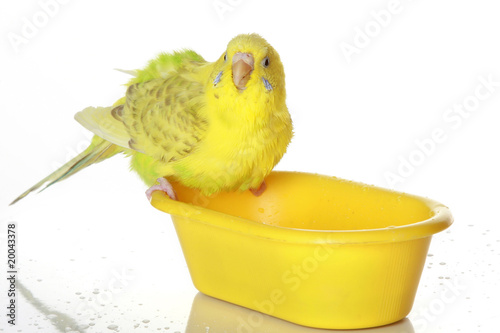 Попугай моется в тарелке загрузить
