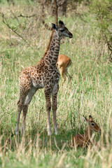 Baby Giraffe - Tarangire National Park. Tanzania, Africa