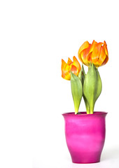 Tulpen