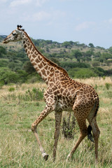Naklejka na ściany i meble Giraffe - Tarangire National Park. Tanzania, Africa