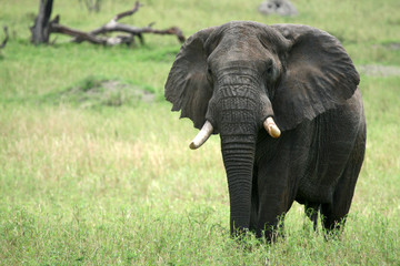 Naklejka premium Elephant. Tanzania, Africa