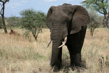 Fototapeta premium Elephant. Tanzania, Africa
