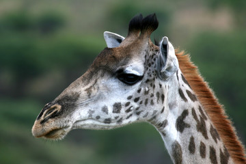 Naklejka na ściany i meble Giraffe - Tarangire National Park. Tanzania, Africa