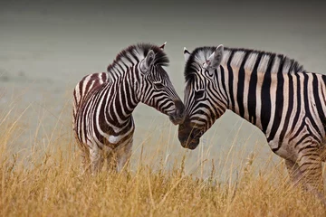 Zelfklevend Fotobehang Zebra& 39 s - Moeder en kind © a.ghizzi