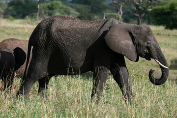 Naklejka na ściany i meble Elephant. Tanzania, Africa