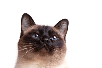 Siamese cat with blue eyes looks upwards