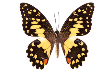 Fototapeta na wymiar Butterfly series - Beautiful Butterfly