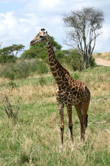 Giraffe - Tarangire National Park. Tanzania, Africa