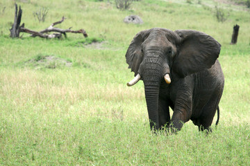 Naklejka na ściany i meble Elephant. Tanzania, Africa
