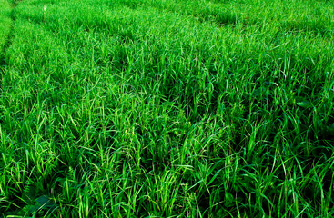 green grass background