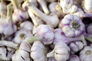 Garlic background